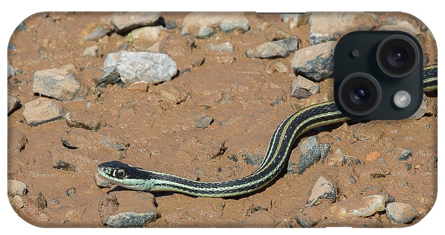 Ronnie Maum iPhone Case featuring the photograph Western Ribbon Snake by Ronnie Maum