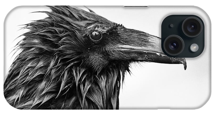 Common Raven iPhone Case featuring the photograph Wet Raven by Max Waugh