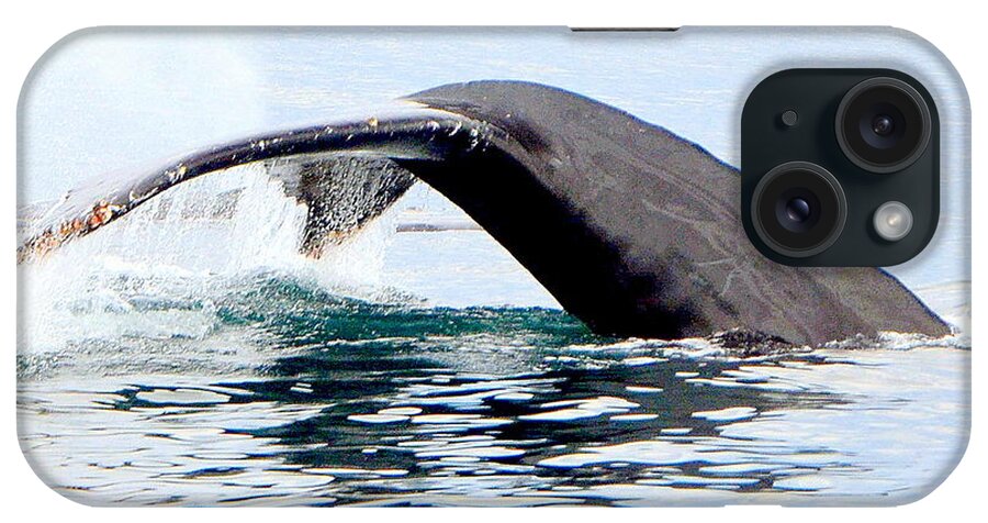 Whale iPhone Case featuring the photograph Whale Watch Moss Landing Series 24 by Antonia Citrino