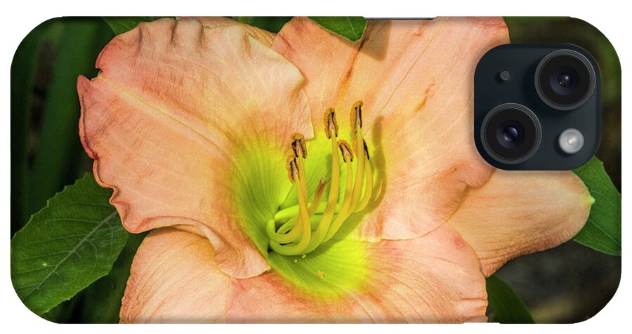 Peach iPhone Case featuring the photograph What A Peach by Kathy Clark