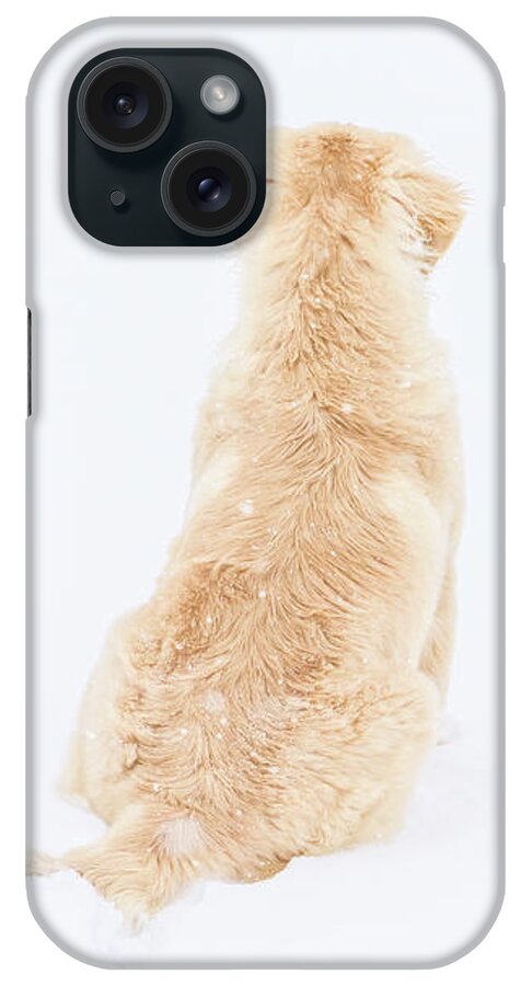Puppy iPhone Case featuring the photograph What do you see? by Jennifer Grossnickle