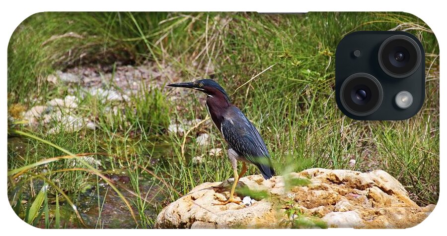 Green Heron iPhone Case featuring the photograph When the Wind Whistles by Michiale Schneider