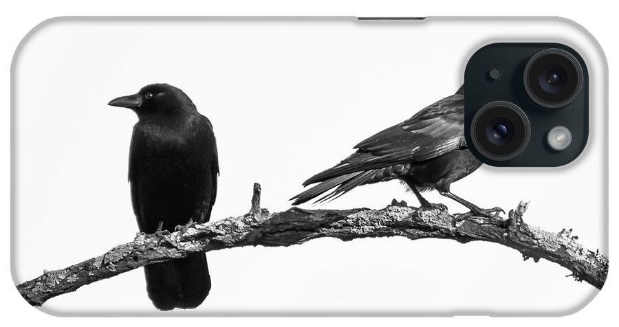 Which Way Two Black Crows On White Square iPhone Case featuring the photograph Which Way Two Black Crows on White Square by Terry DeLuco