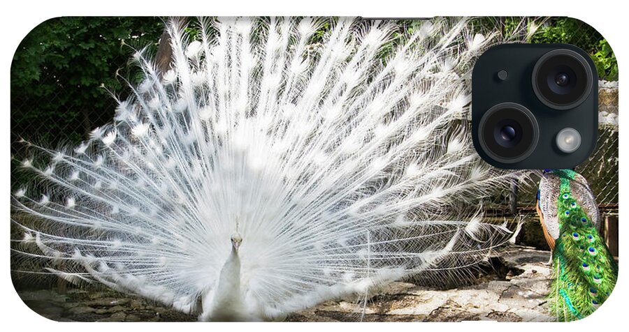 White iPhone Case featuring the photograph White and Indian peafowls - Pavo cristatus by Irina Afonskaya