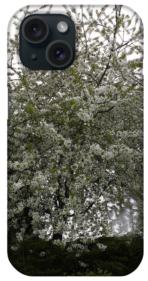 White Blossomed Three iPhone Case featuring the photograph White Blossomed Tree by Donna L Munro