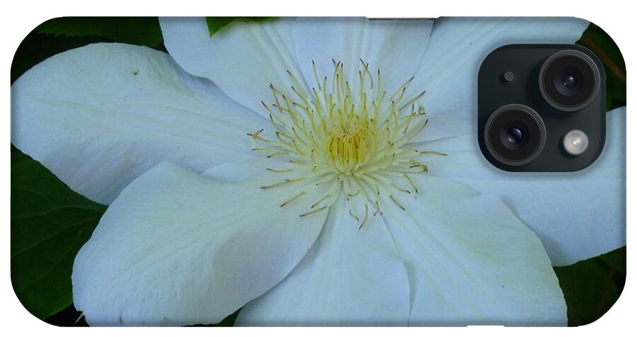 Floral iPhone Case featuring the photograph White Clematis Aneta by Lingfai Leung