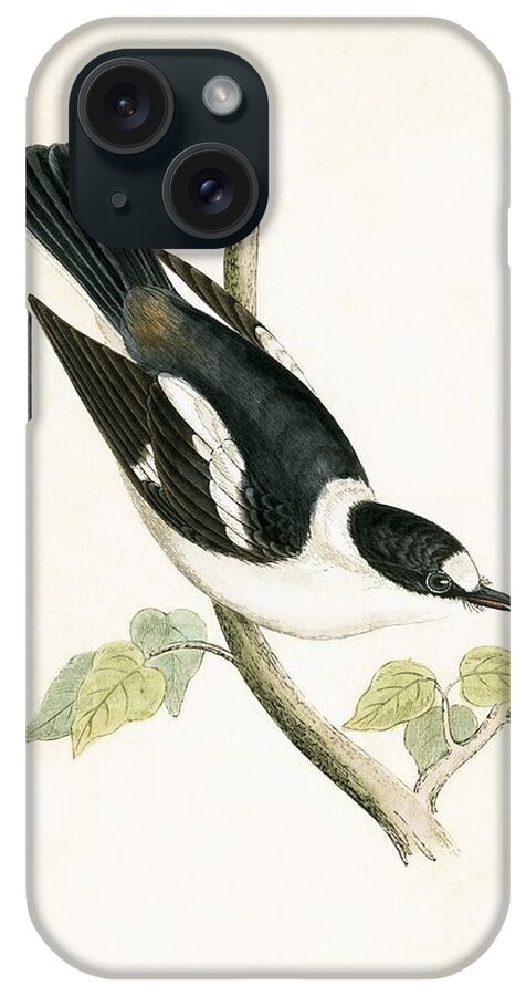 Flycatcher iPhone Case featuring the painting White Collared Flycatcher by English School