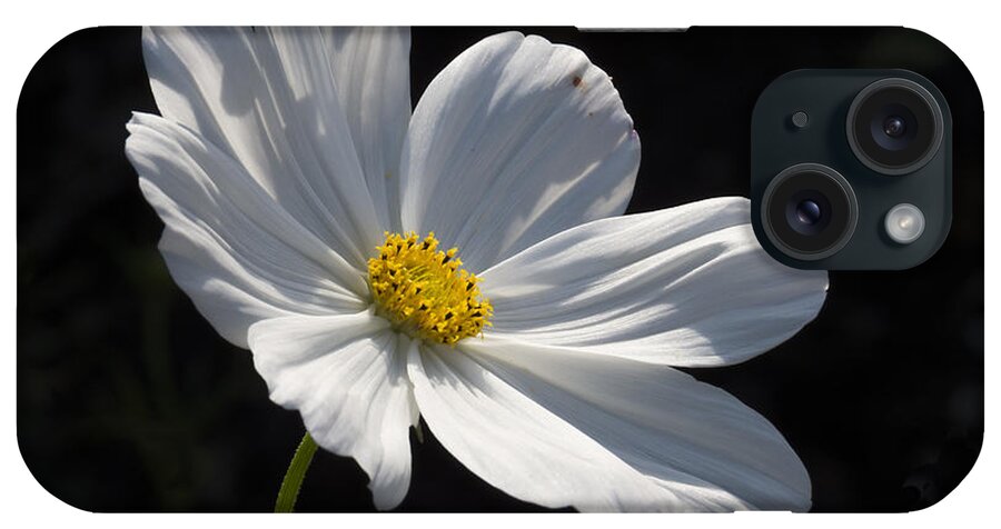 Flower iPhone Case featuring the photograph White Cosmos by Lili Feinstein