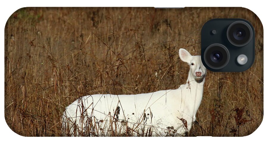 Whitetail iPhone Case featuring the photograph White Doe by Brook Burling