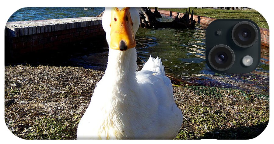 White Duck iPhone Case featuring the photograph White Duck 000 by Christopher Mercer