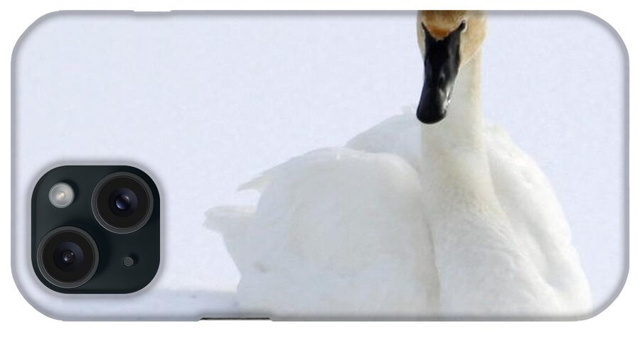 Trumpeteer Swan iPhone Case featuring the photograph White Feathers On Snow by Philip And Robbie Bracco