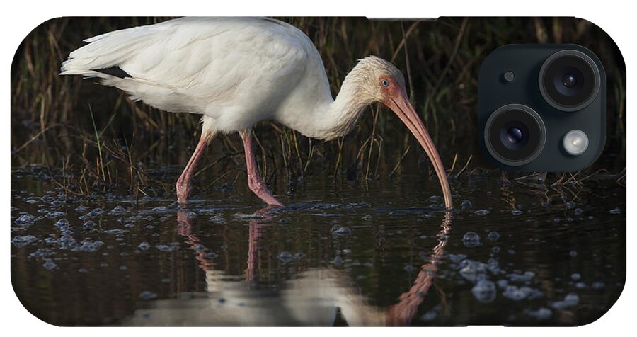 American iPhone Case featuring the photograph White Ibis feeding in morning light by David Watkins