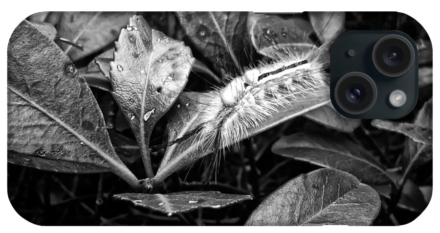 White Marked Tussock Moth Caterpillar iPhone Case featuring the photograph White Marked Tussock Moth Caterpillar by Flees Photos