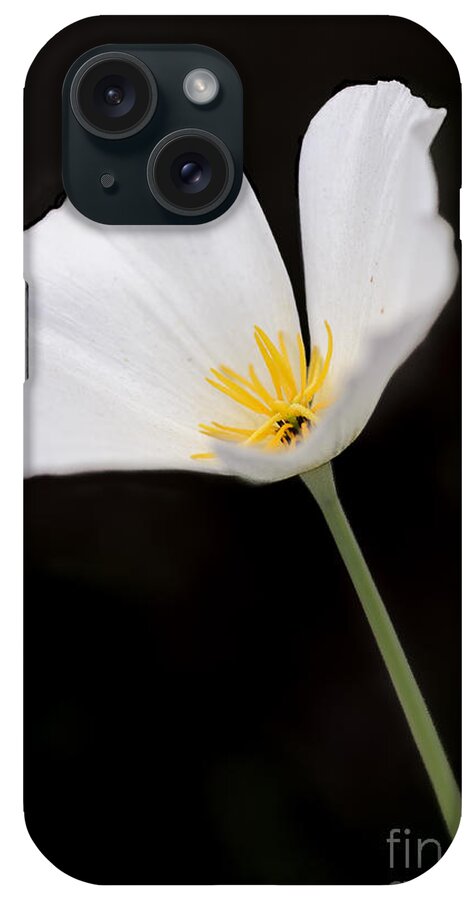 Poppy iPhone Case featuring the photograph White Mexican Gold Poppy by Tamara Becker