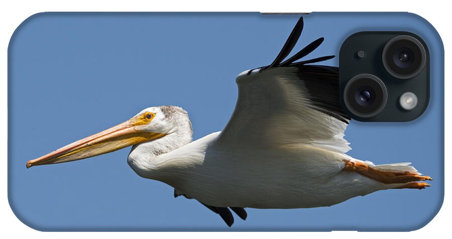 American White Pelican iPhone Case featuring the photograph White on Blue by Michael Dawson