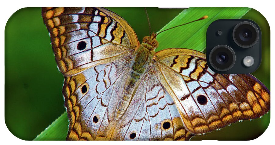 Butterfly iPhone Case featuring the photograph White Peacock Butterfly by Larry Nieland