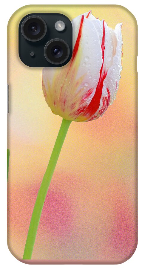 Art iPhone Case featuring the photograph White and Red Tulip II by Joan Han