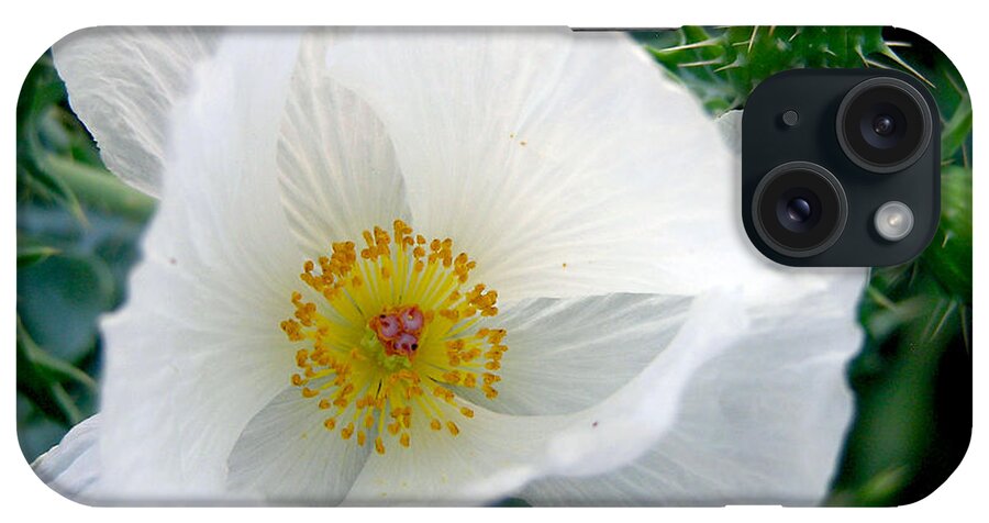 Flower iPhone Case featuring the photograph White Prickly Poppy by Adam Johnson