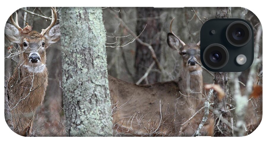 White Tail Deer iPhone Case featuring the photograph White Tailed Deer Smithtown New York by Bob Savage