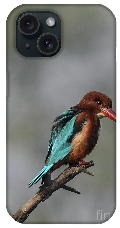 Bird iPhone Case featuring the photograph White-throated Kingfisher 09 by Werner Padarin