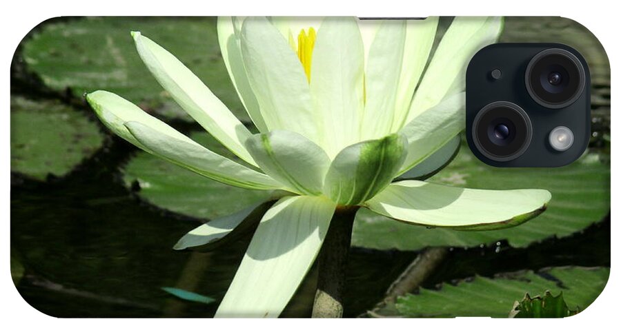 White Water Lilly iPhone Case featuring the photograph White Water Lily 1 by Randall Weidner