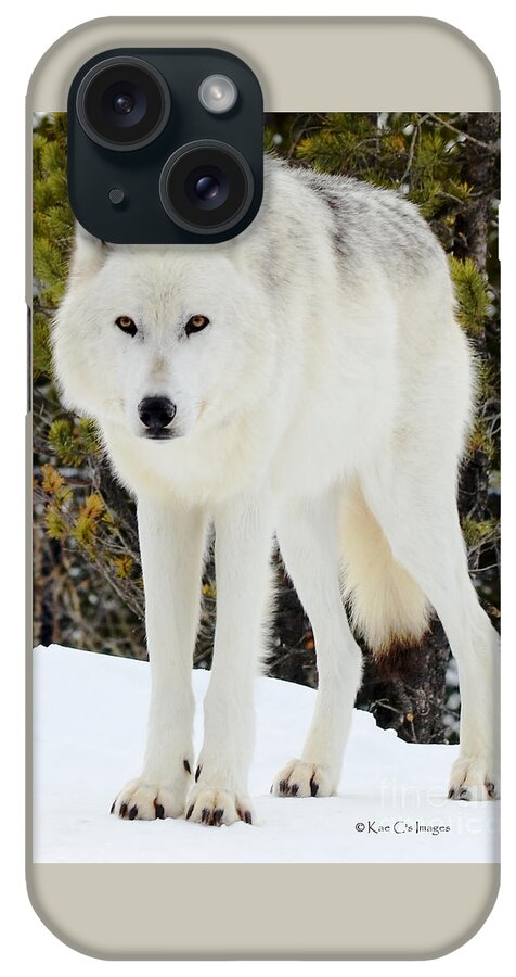 Wolf iPhone Case featuring the photograph White Wolf by Kae Cheatham