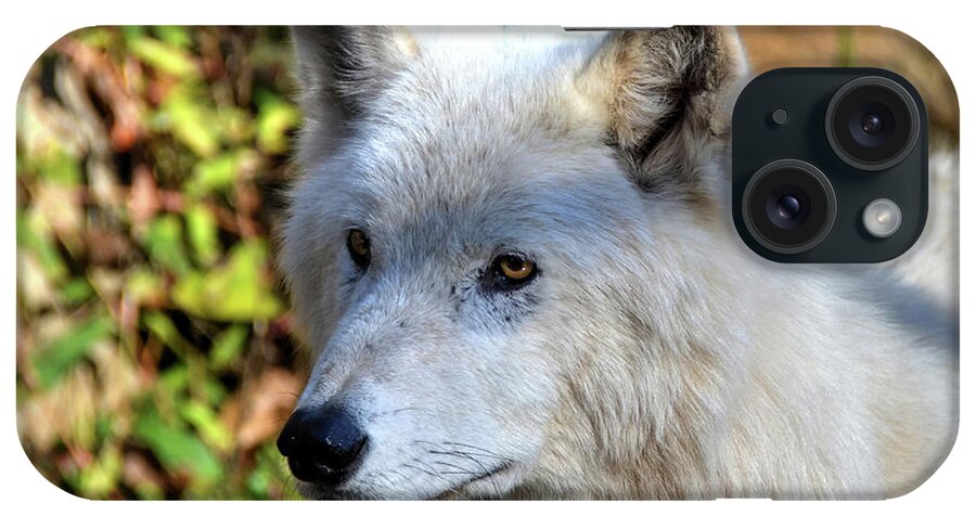 Wolf iPhone Case featuring the photograph White wolf profile by Ronda Ryan