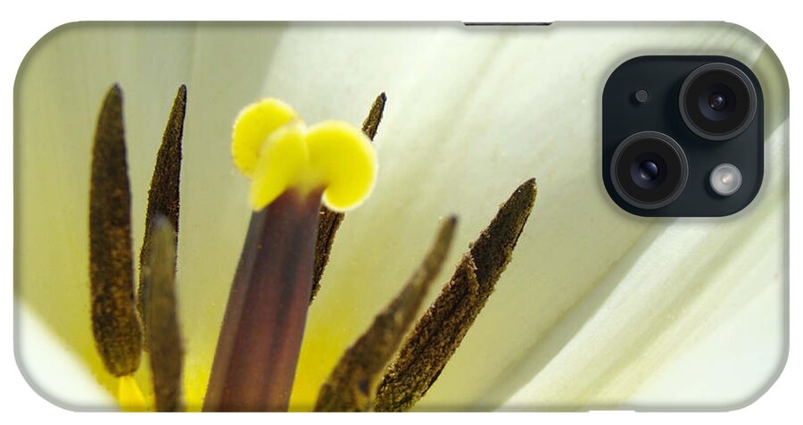 Tulip iPhone Case featuring the photograph White Yellow Tulip Flower Fine Art Prints by Patti Baslee