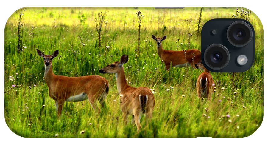 Whitetail Deer iPhone Case featuring the photograph Whitetail Deer Family by Barbara Bowen