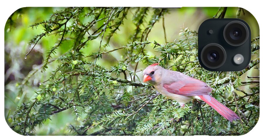 Female Northern Cardinal iPhone Case featuring the photograph Wild Birds - Female Northern Cardinal In the Rain by Kerri Farley