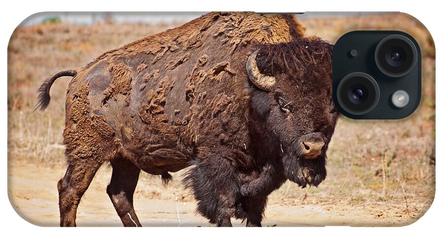 Wild iPhone Case featuring the photograph Wild Bison by Donna Doherty
