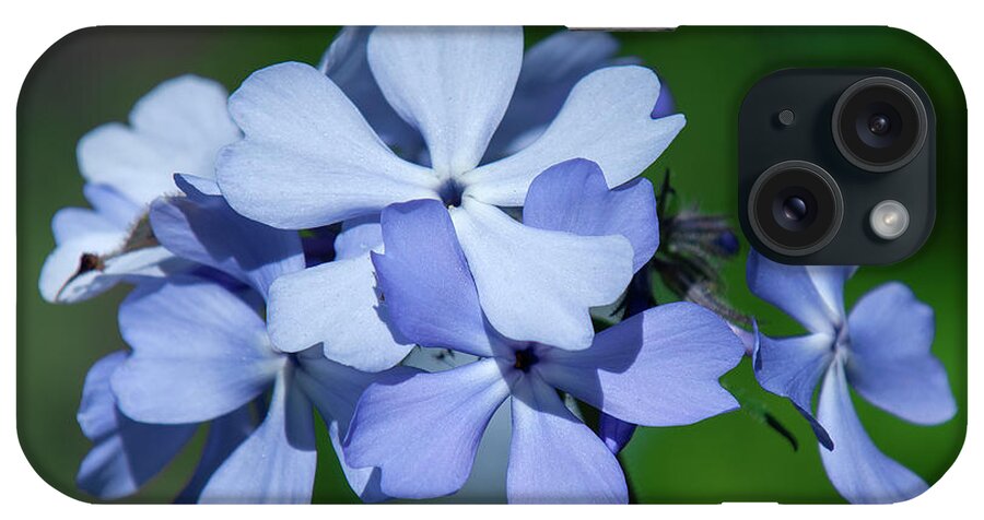 Phlox Family iPhone Case featuring the photograph Wild Blue Phlox DSPF0387 by Gerry Gantt