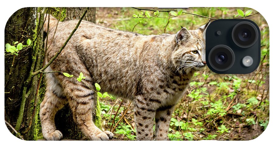 Animal iPhone Case featuring the photograph Wild Bobcat by Teri Virbickis