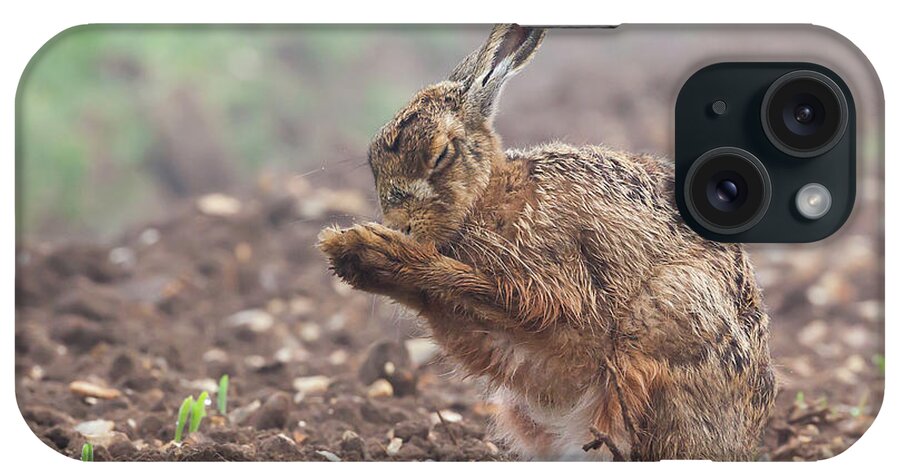 Hare iPhone Case featuring the photograph Wild brown hare with eyes closed, having a morning wash 0124 by Simon Bratt