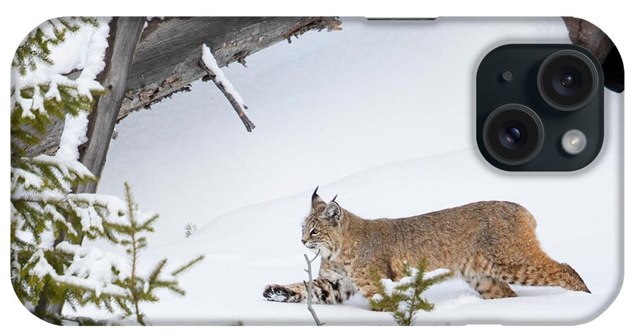 Bobcat iPhone Case featuring the photograph Bob by Aaron Whittemore