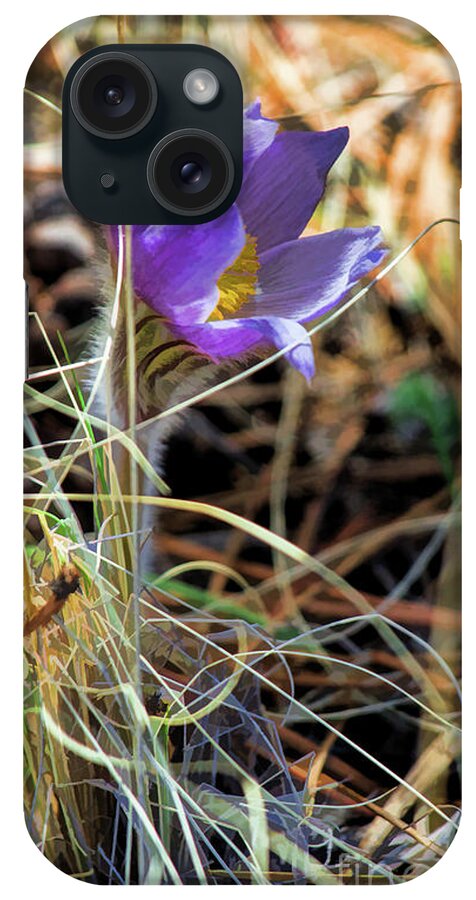 Pasque Flower iPhone Case featuring the photograph Wild Crocus by Jim Garrison