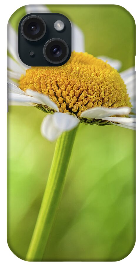 Bloom iPhone Case featuring the photograph Daisy by Ron Pate