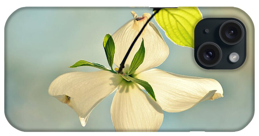 Dogwood iPhone Case featuring the photograph Wild Dogwood Bloom 2 by Kelly Nowak