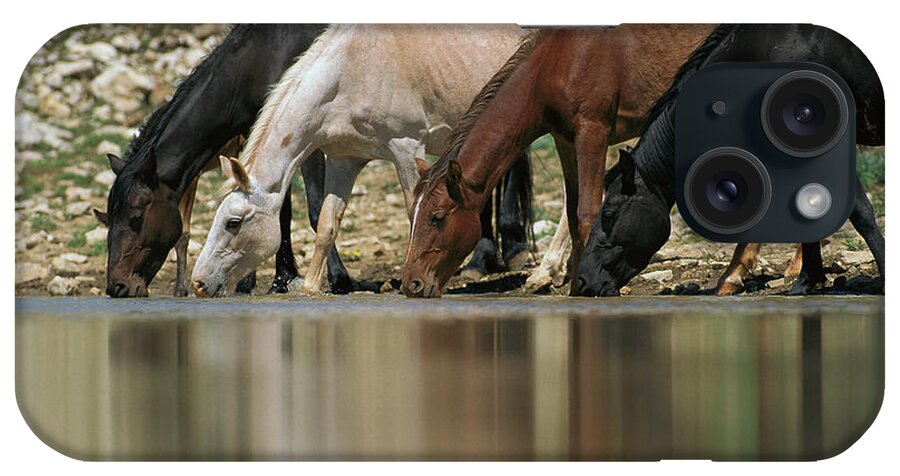 00340044 iPhone Case featuring the photograph Wild Mustangs Drinking by Yva Momatiuk and John Eastcott