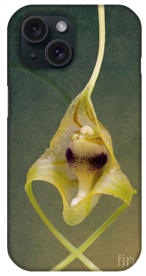 Orchid iPhone Case featuring the photograph Wild Orchid 2 by Heiko Koehrer-Wagner