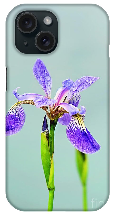 Wild Iris Photo iPhone Case featuring the photograph Wild Purple Iris Print by Gwen Gibson