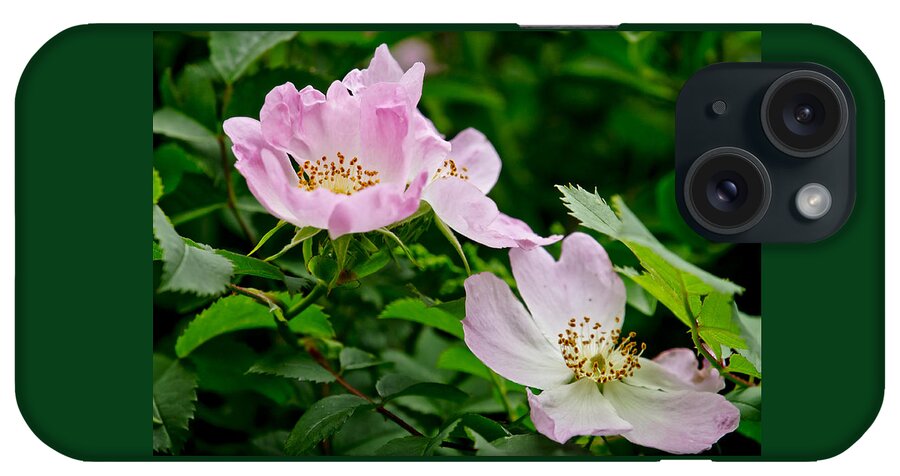 Wild Roses iPhone Case featuring the photograph Wild Roses. Andante.. by Elena Perelman