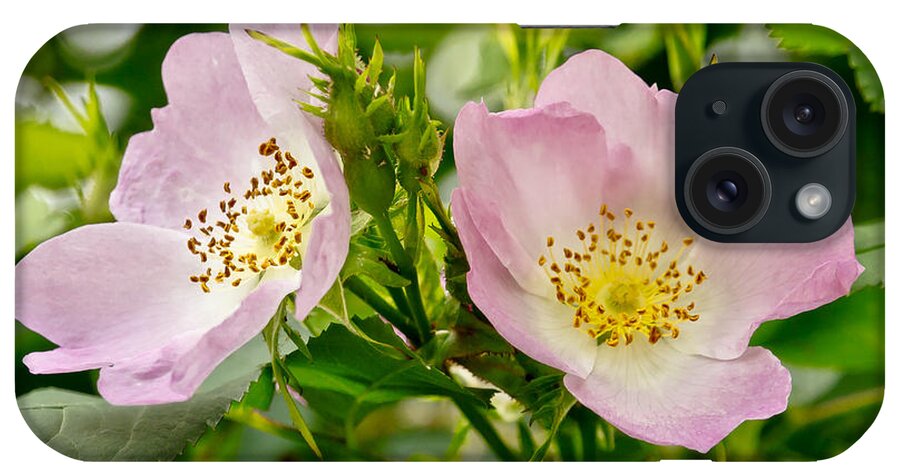 Wild Roses iPhone Case featuring the photograph Wild Roses. Duo. by Elena Perelman