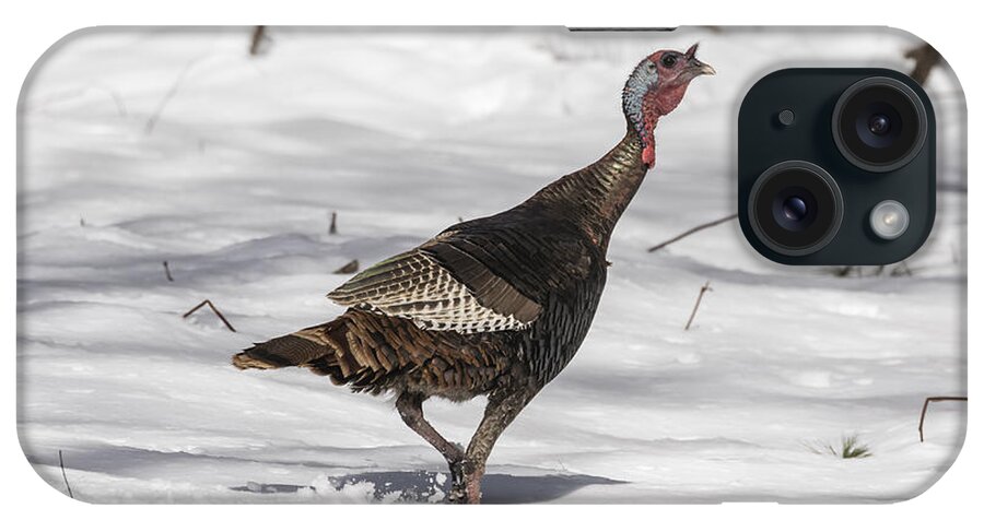 Wild Turkey iPhone Case featuring the photograph Wild Turkey 2016-1 by Thomas Young