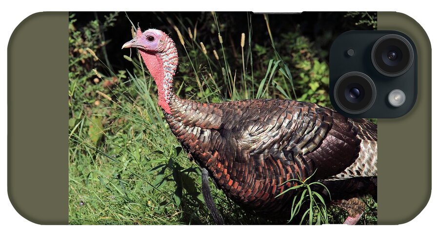 Wild Turkey iPhone Case featuring the photograph Wild Turkey by Doris Potter