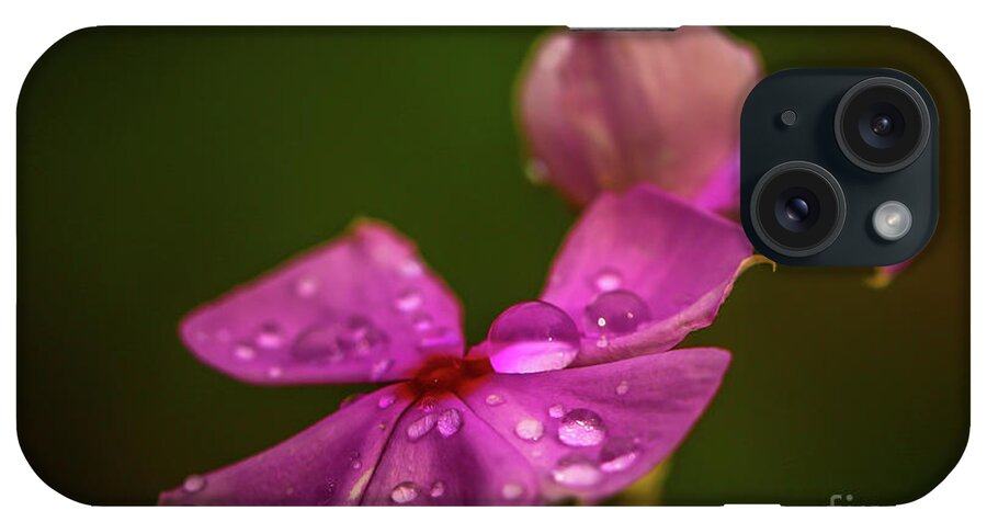 Flower iPhone Case featuring the photograph Wildflower Dew Drops by Tom Claud