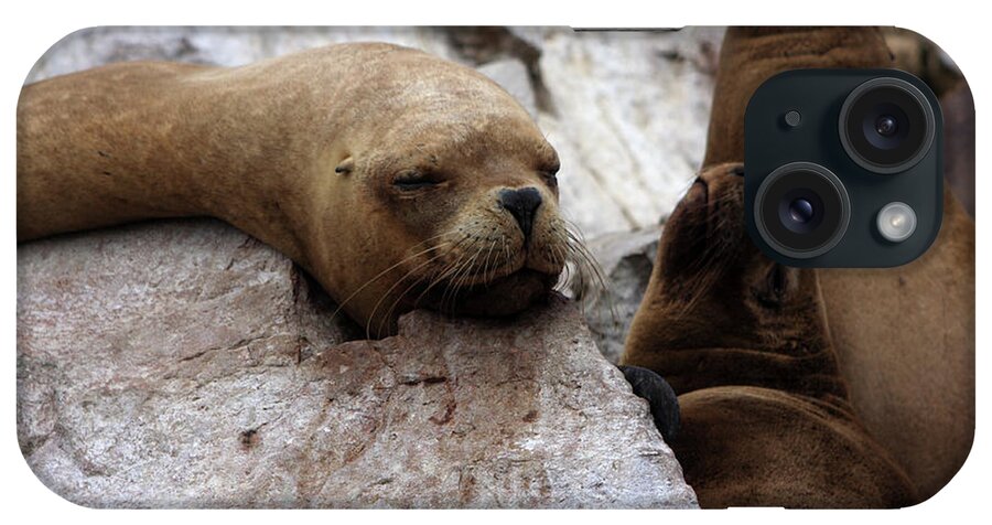 Fur Seals iPhone Case featuring the photograph Wildlife Of The Ballestas Islands by Aidan Moran