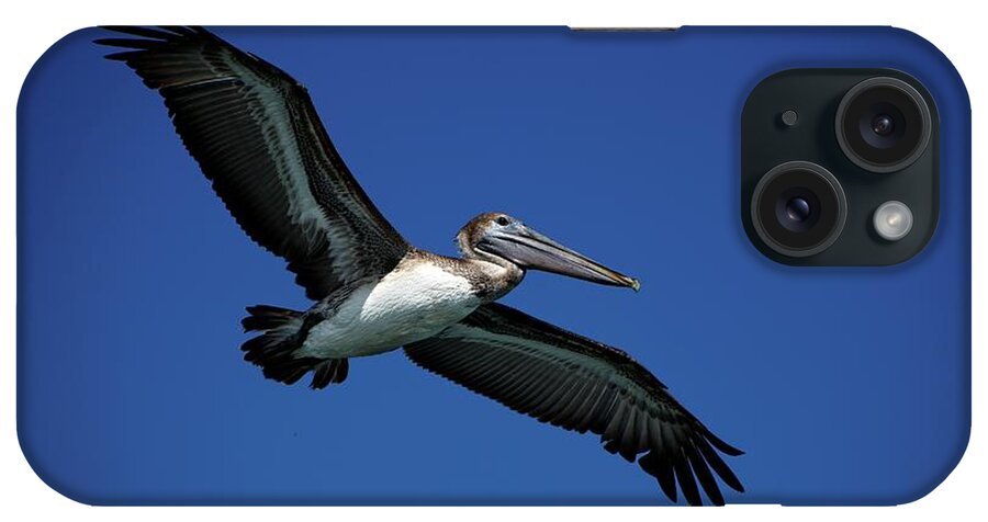 Birds iPhone Case featuring the photograph Wildlife in Mexico #3 by Robert Grac