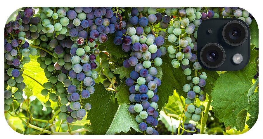 Colorado Vineyard iPhone Case featuring the photograph Wine Grape Colors by Teri Virbickis
