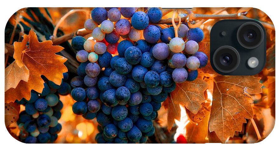 Wine Grapes Of Many Colors iPhone Case featuring the photograph Wine grapes of many colors by Lynn Hopwood